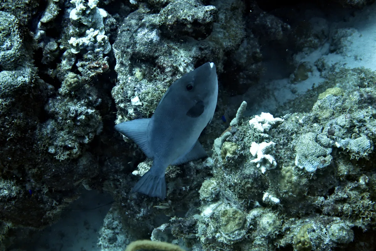 Ocean Triggerfish