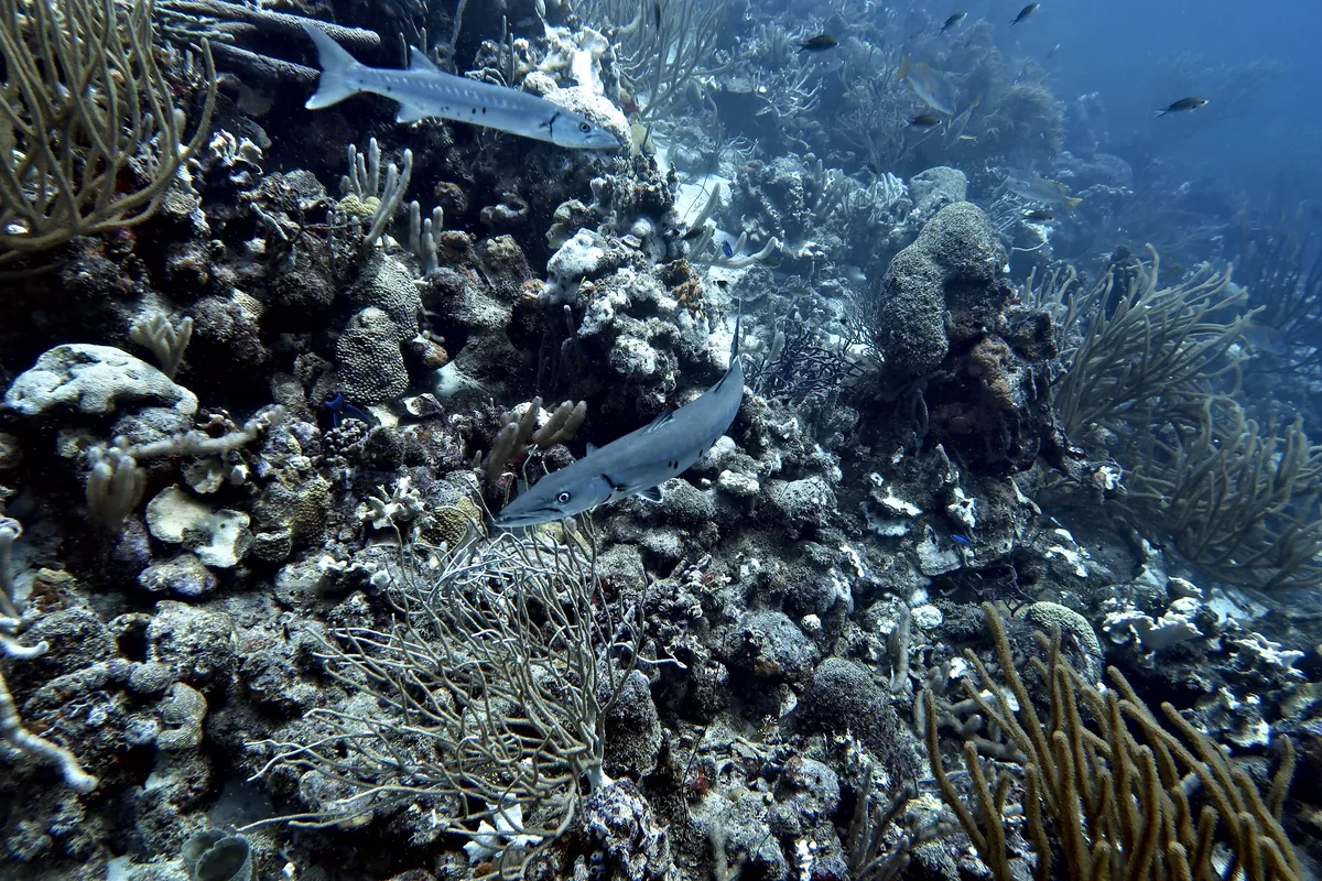 Great Barracuda