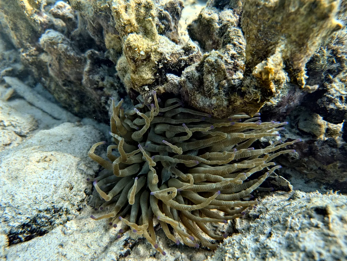 Giant Anemone