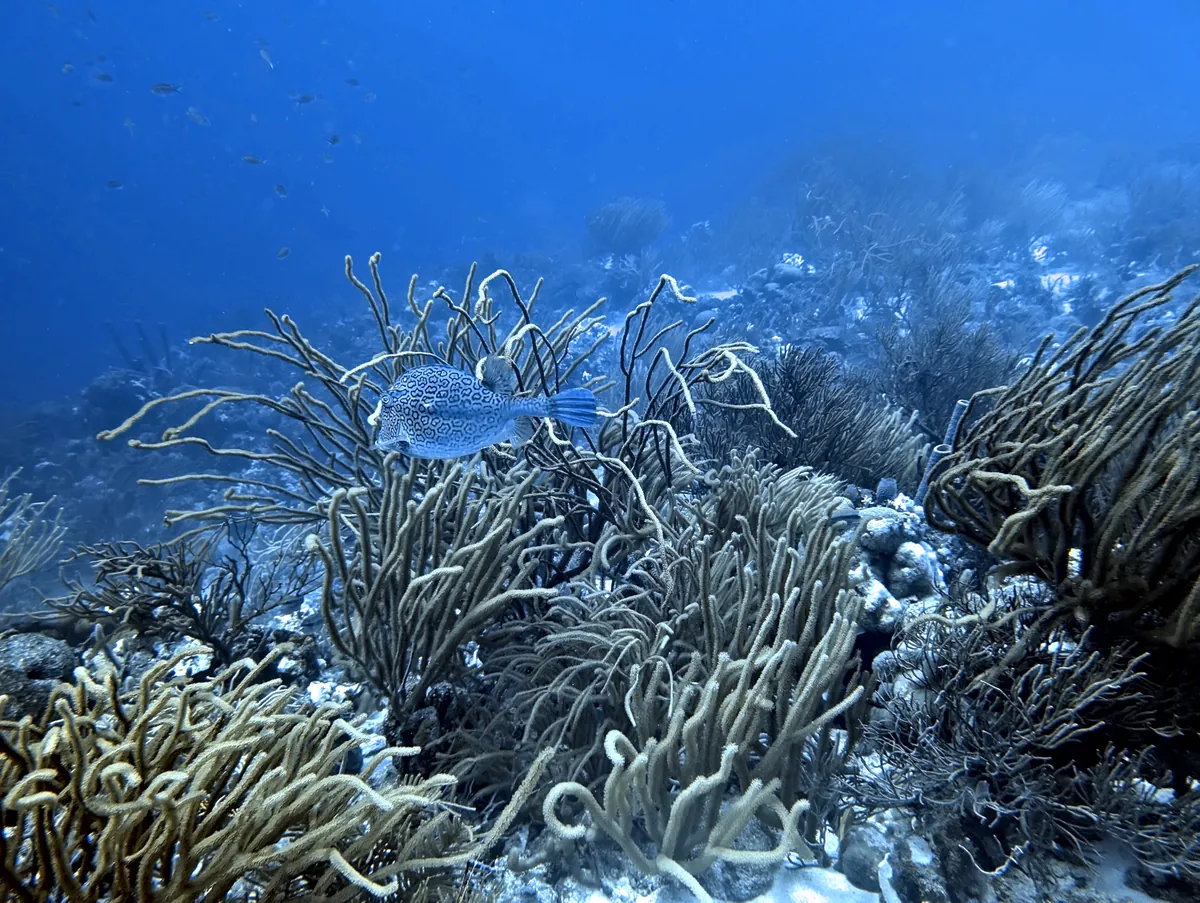 Honeycomb Cowfish