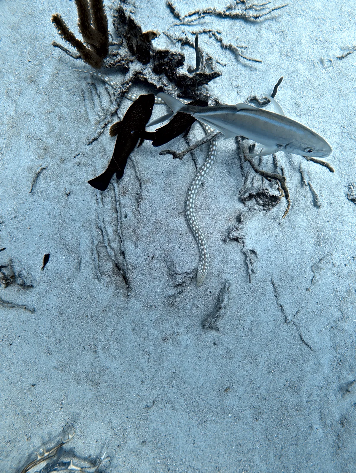 Sharptail Eel