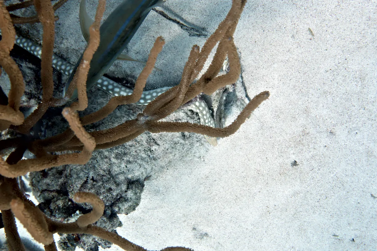 Sharptail Eel