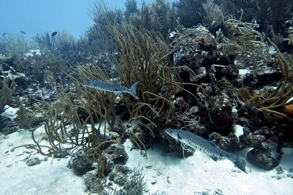 Great Barracuda