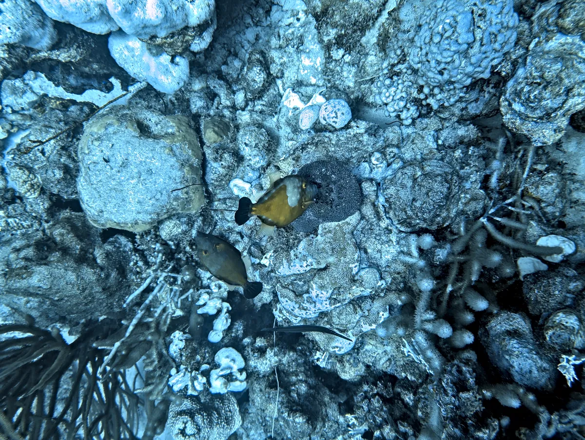 Whitespotted Filefish