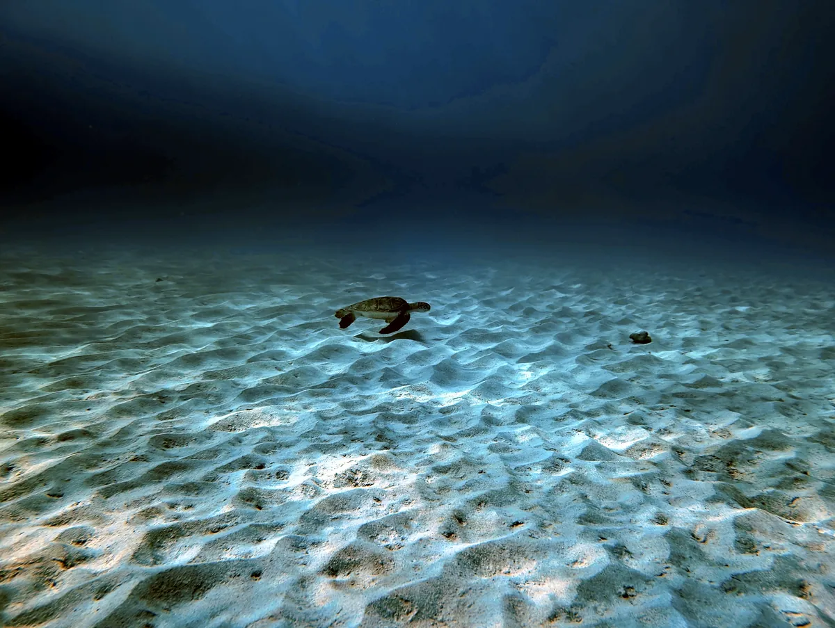 Green Sea Turtle