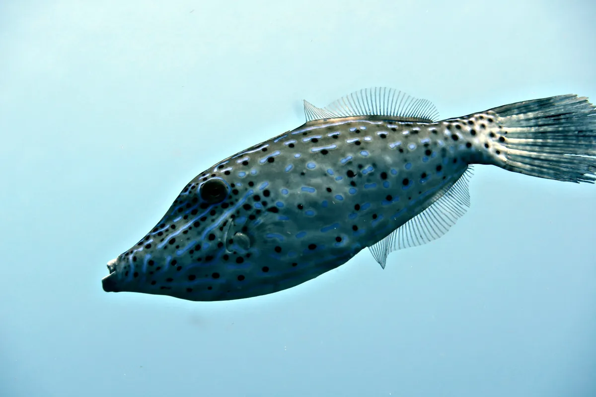 Scrawled Filefish