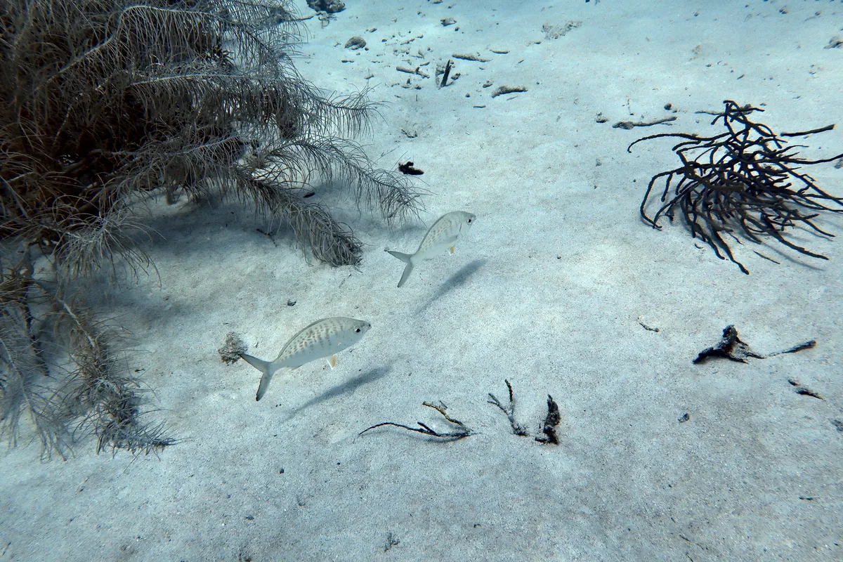 Yellowfin Mojarra