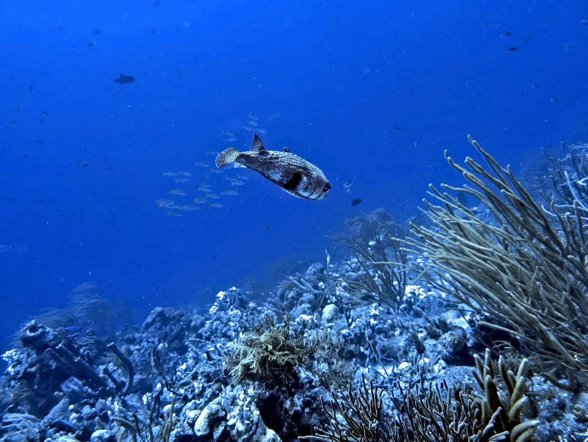 Porcupinefish