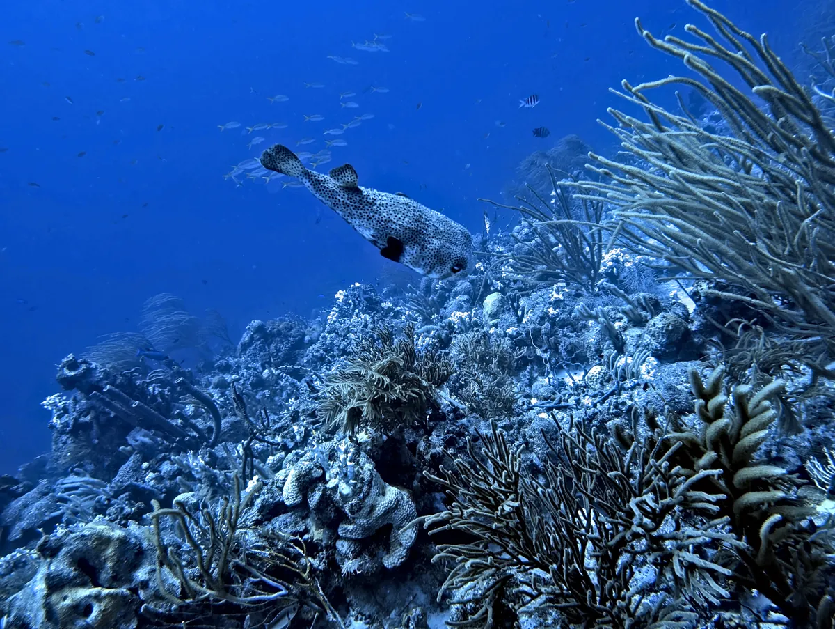 Porcupinefish