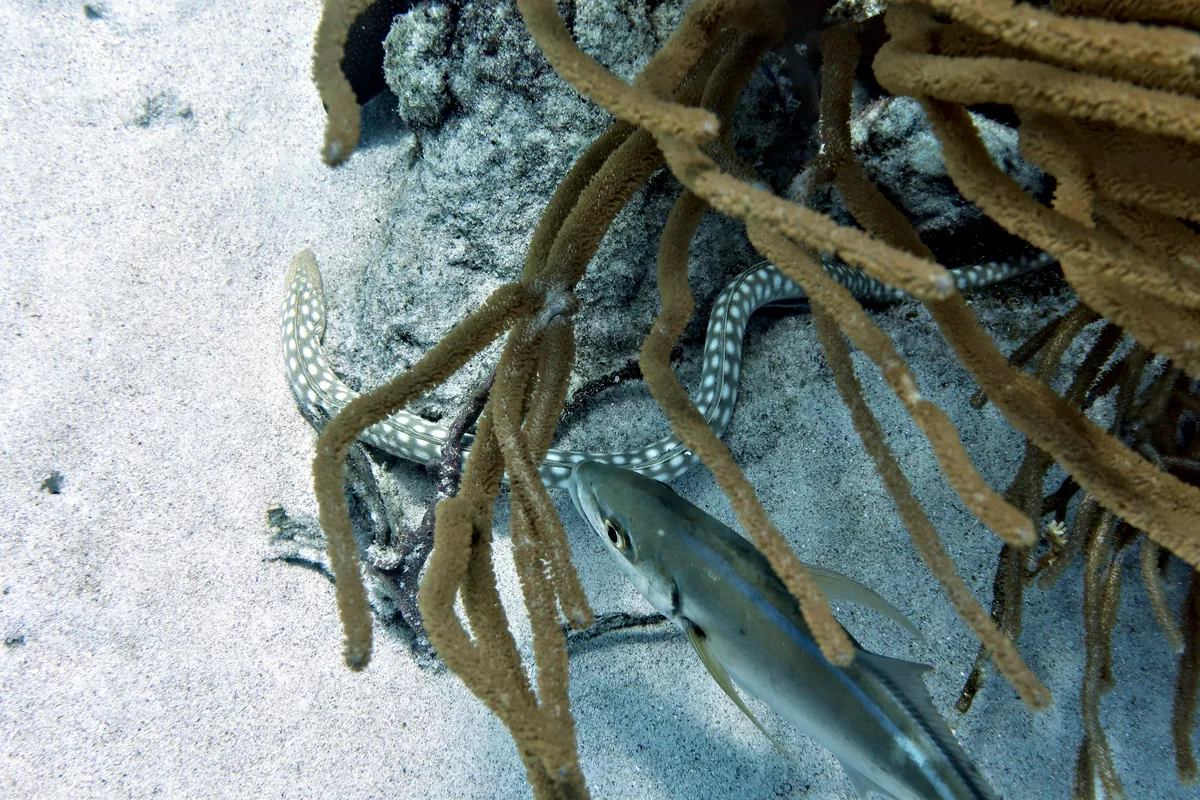 Sharptail Eel