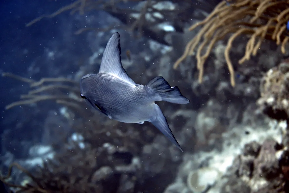 Ocean Triggerfish