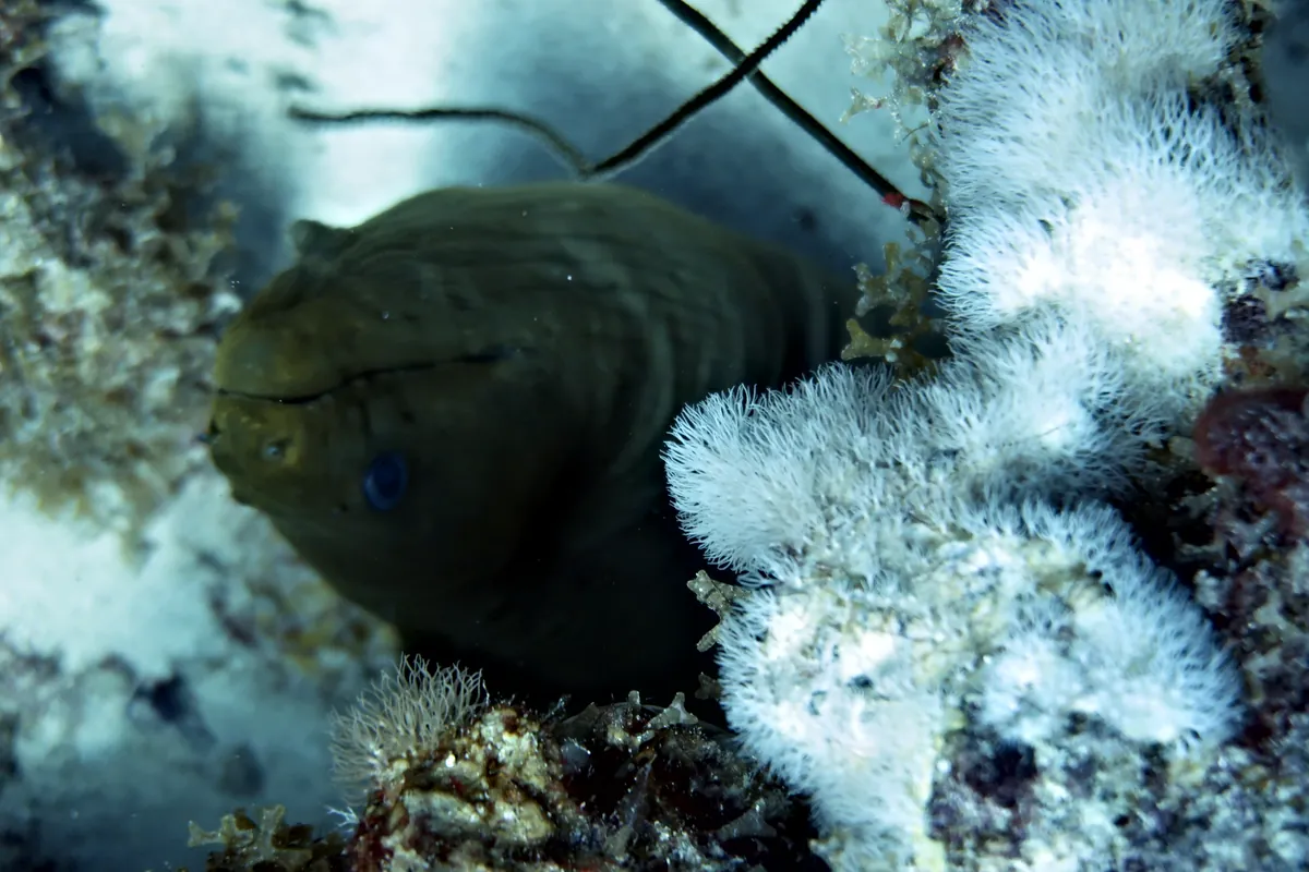 Green Moray