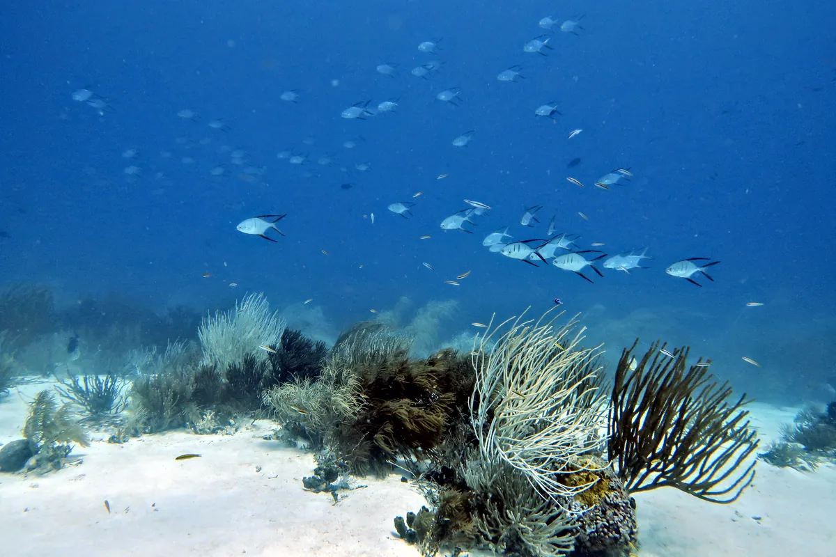 Palometa