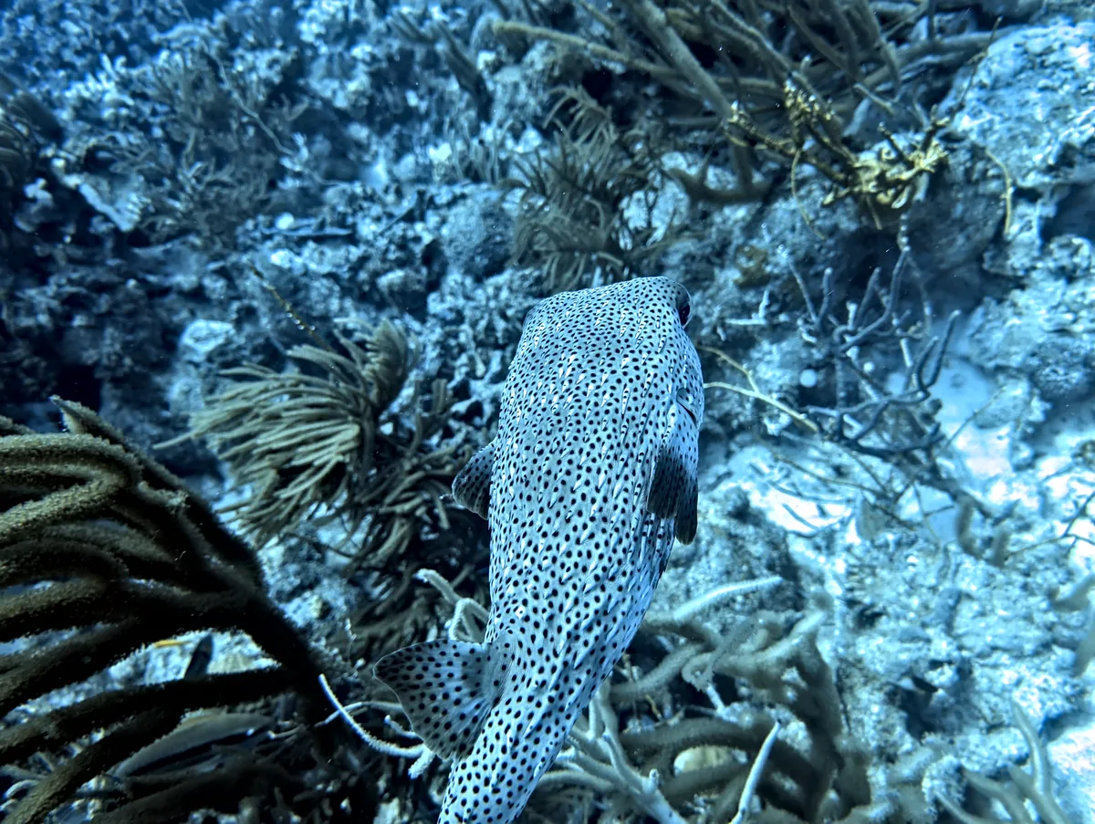Porcupinefish