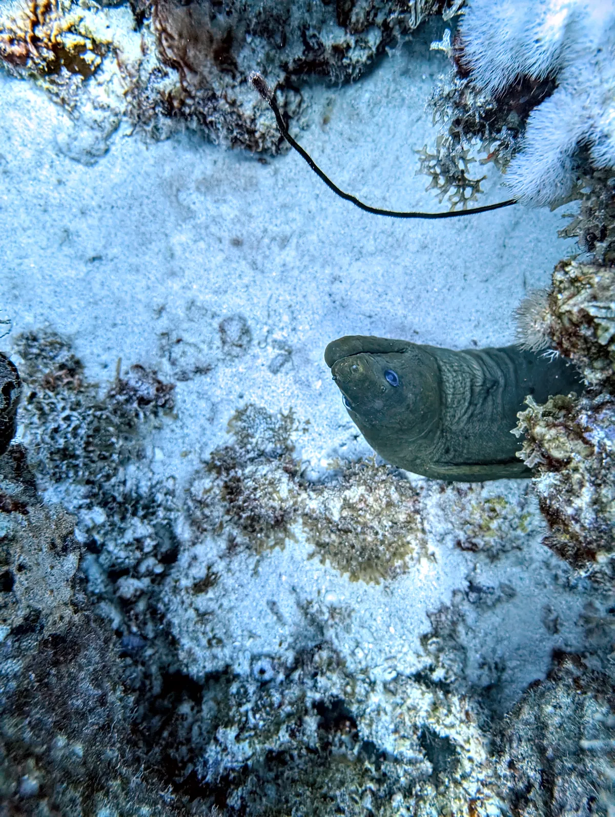 Green Moray