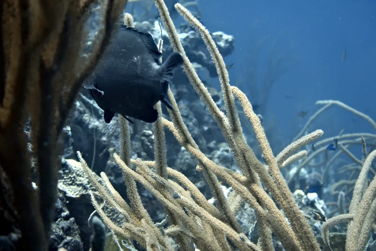 Black Grouper