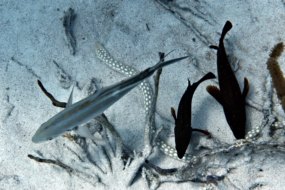 Sharptail Eel