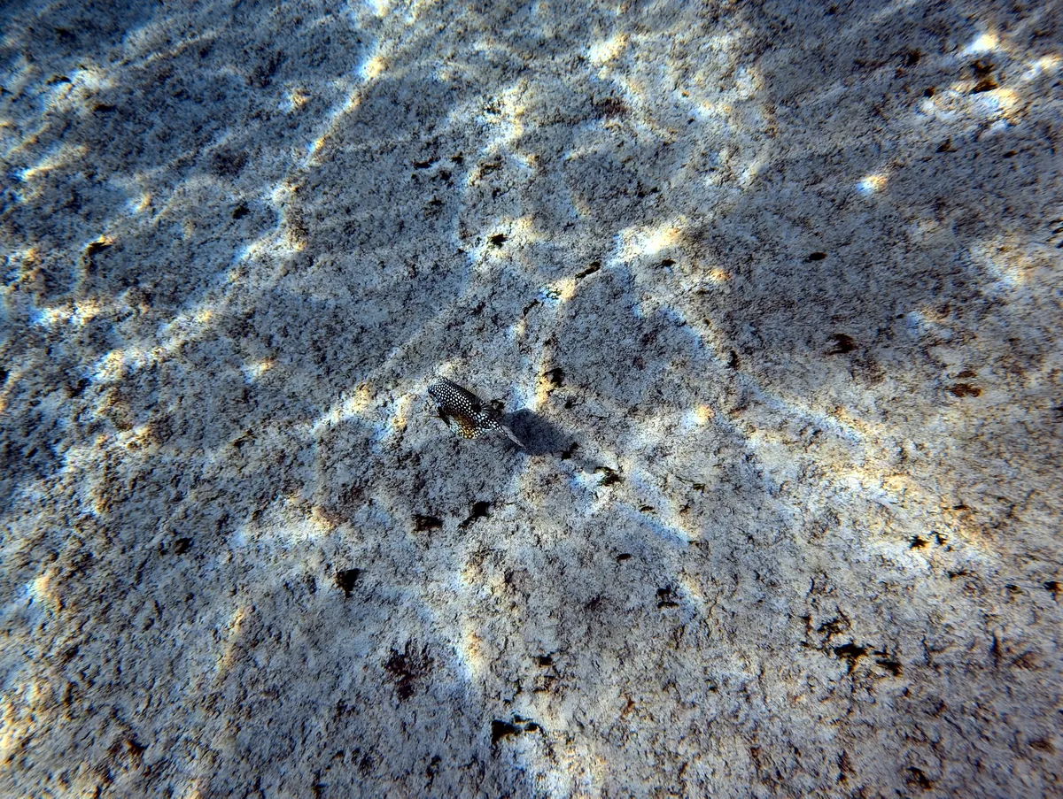 Smooth Trunkfish