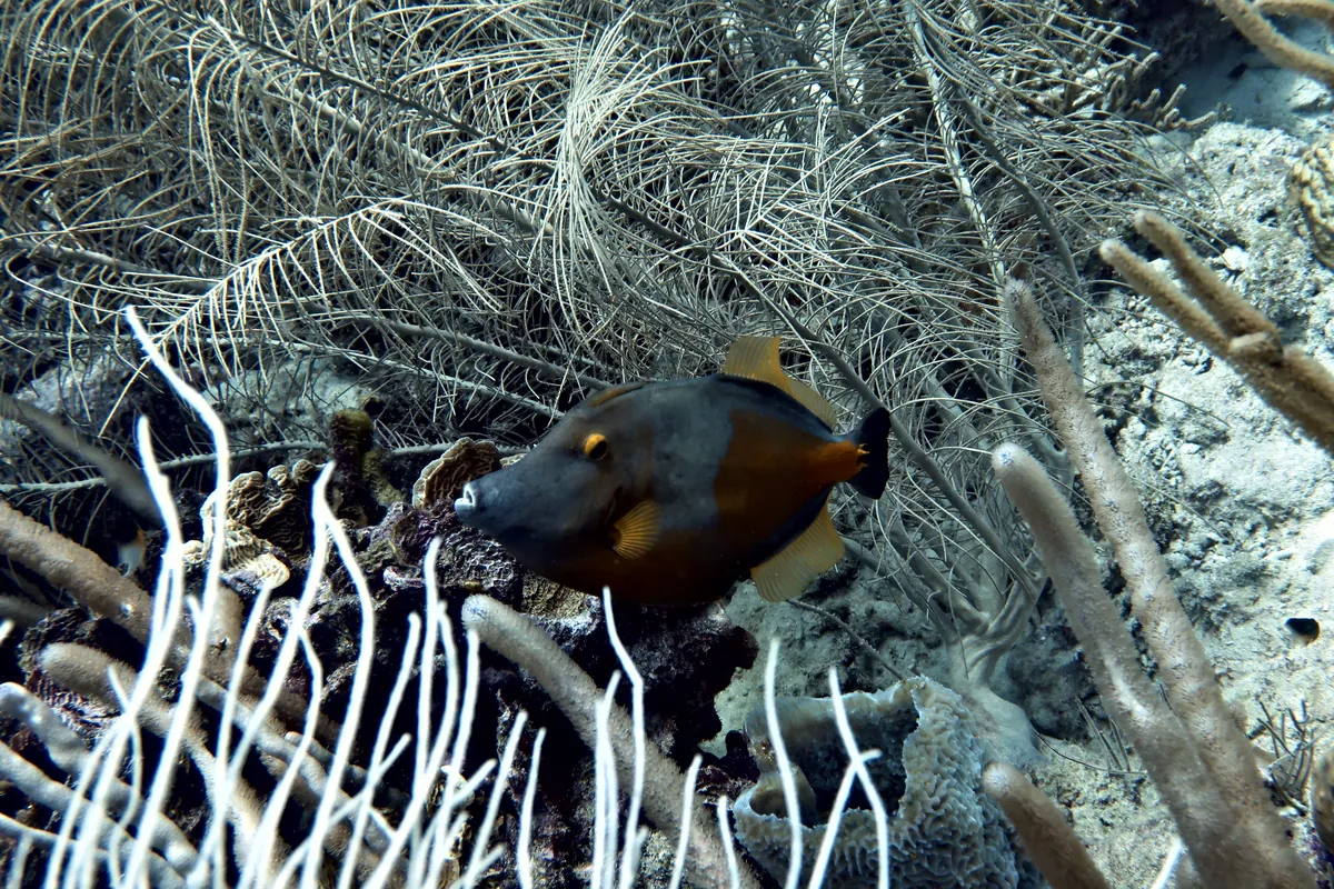 Whitespotted Filefish