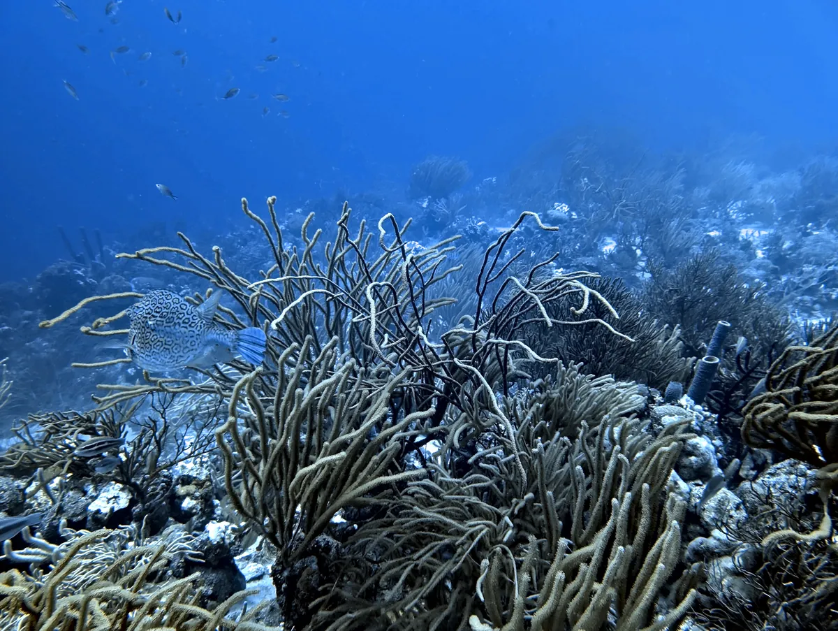 Honeycomb Cowfish