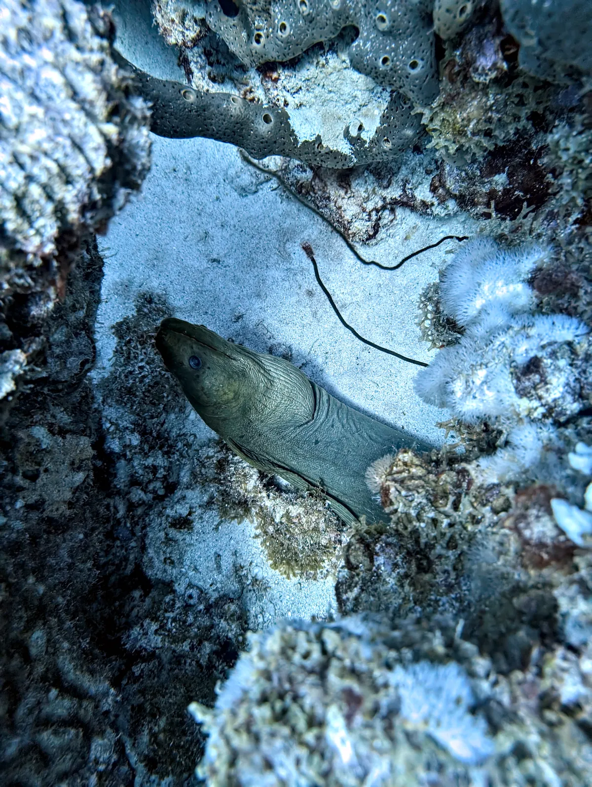 Green Moray