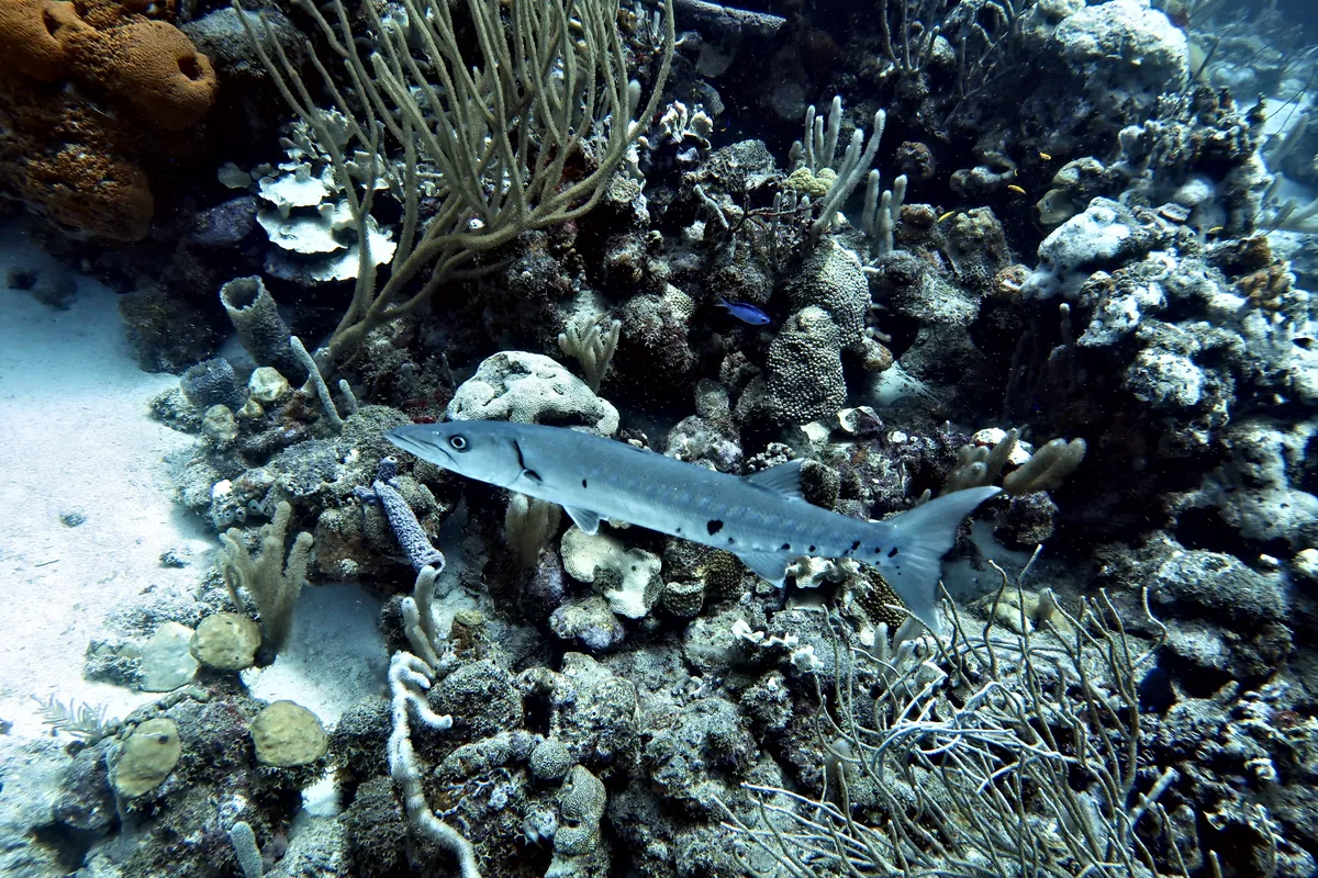 Great Barracuda