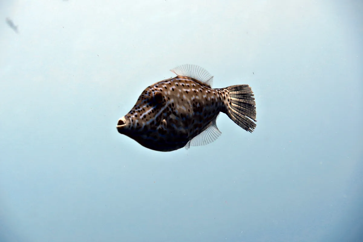 Scrawled Filefish