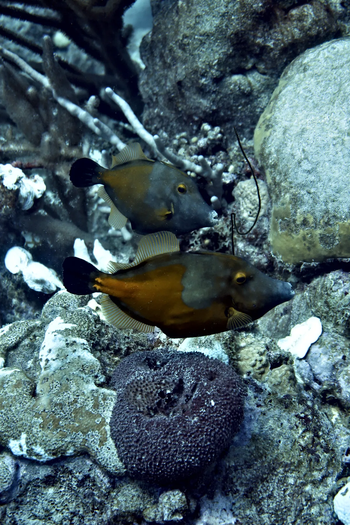Whitespotted Filefish