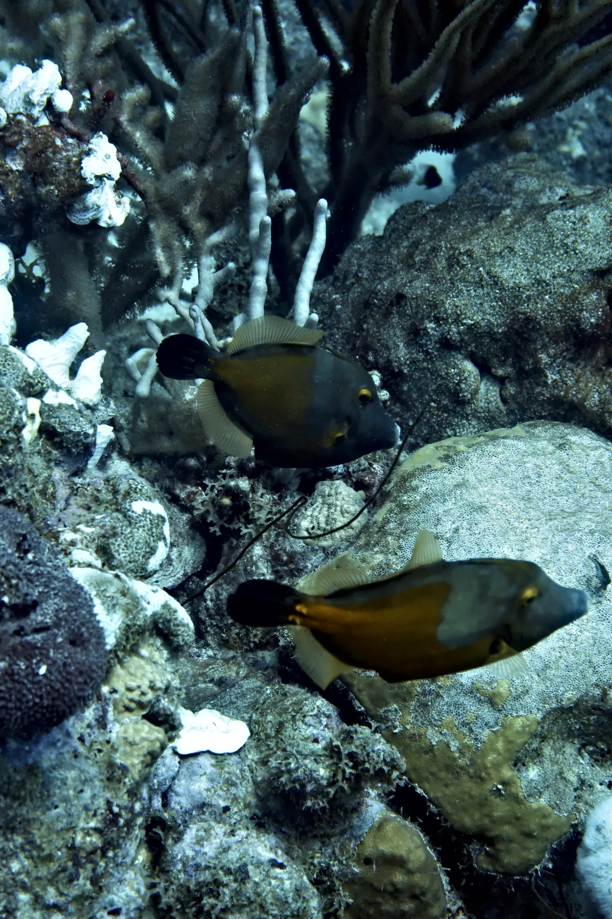 Whitespotted Filefish