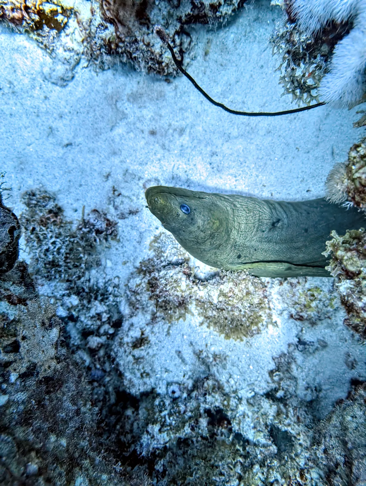 Green Moray