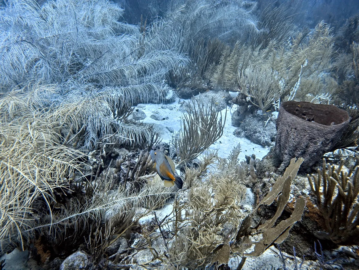 Whitespotted Filefish