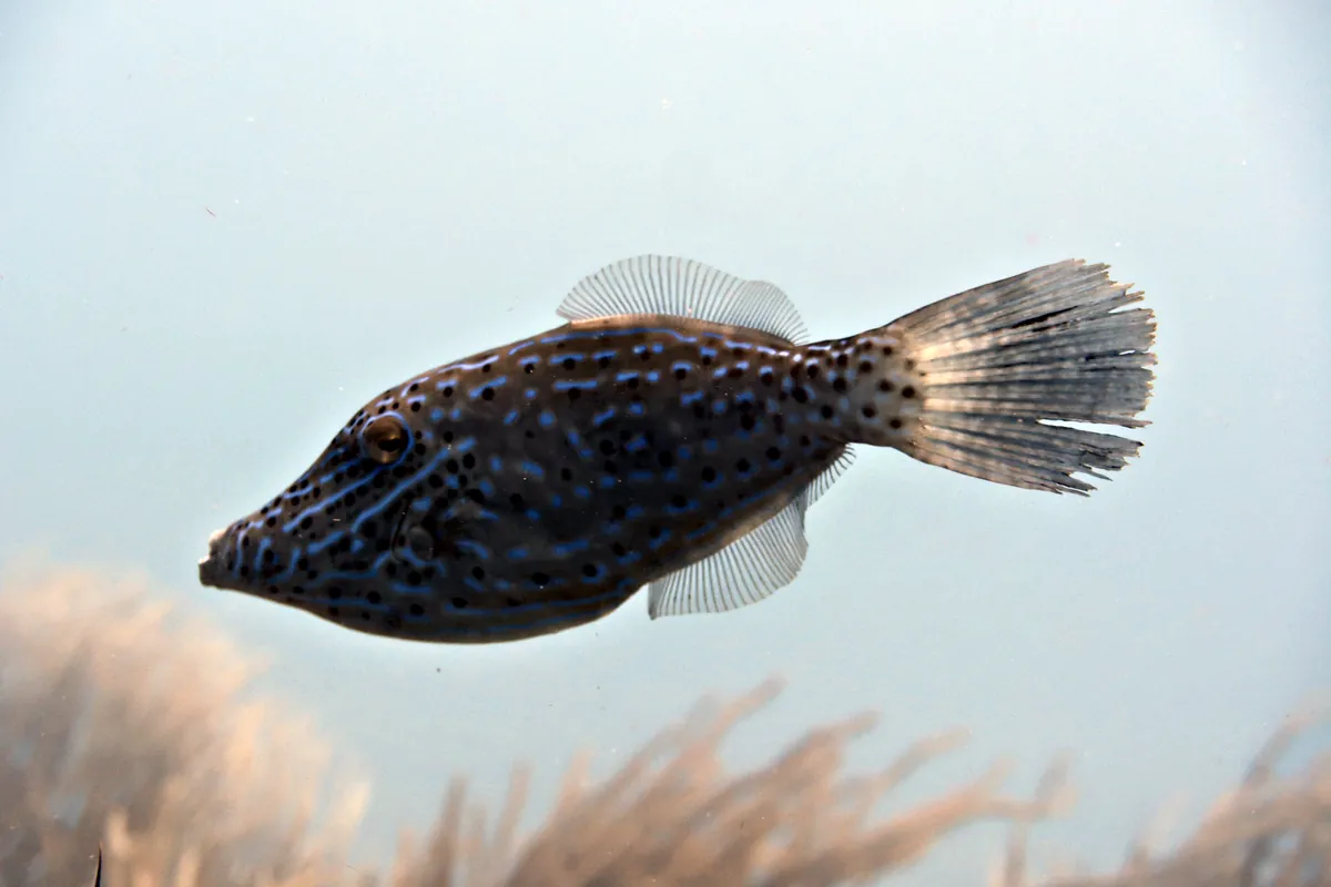 Scrawled Filefish