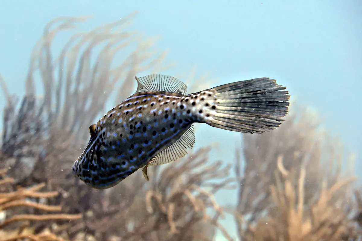 Scrawled Filefish