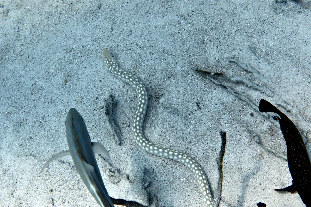 Sharptail Eel