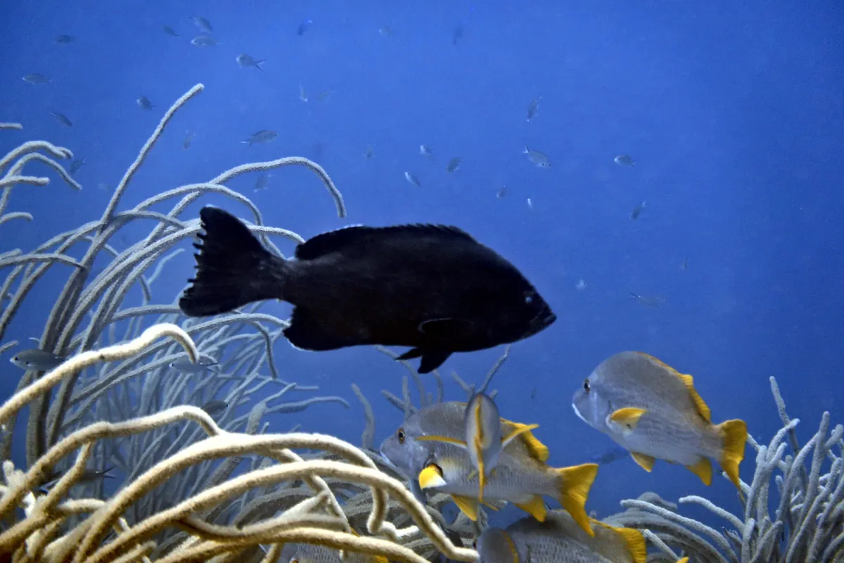 Black Grouper