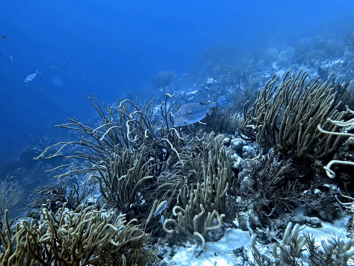 Honeycomb Cowfish