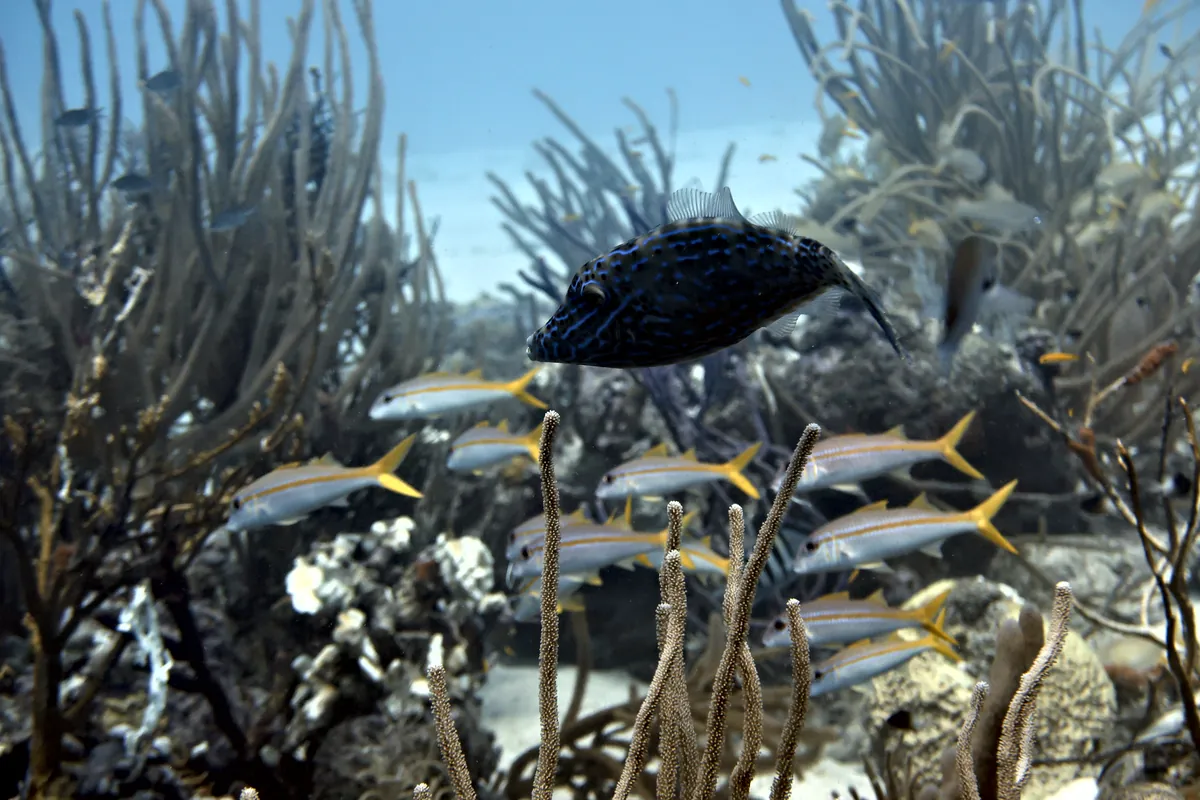Scrawled Filefish