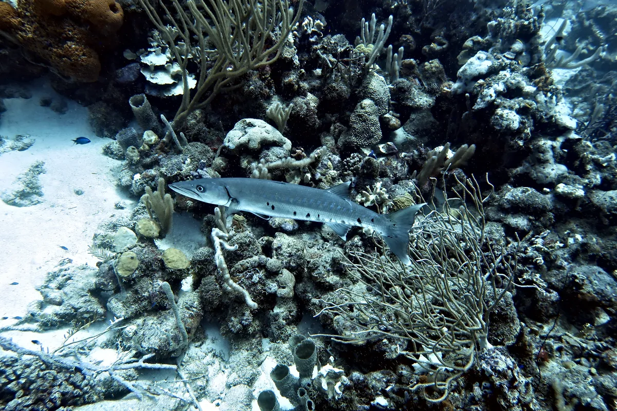 Great Barracuda