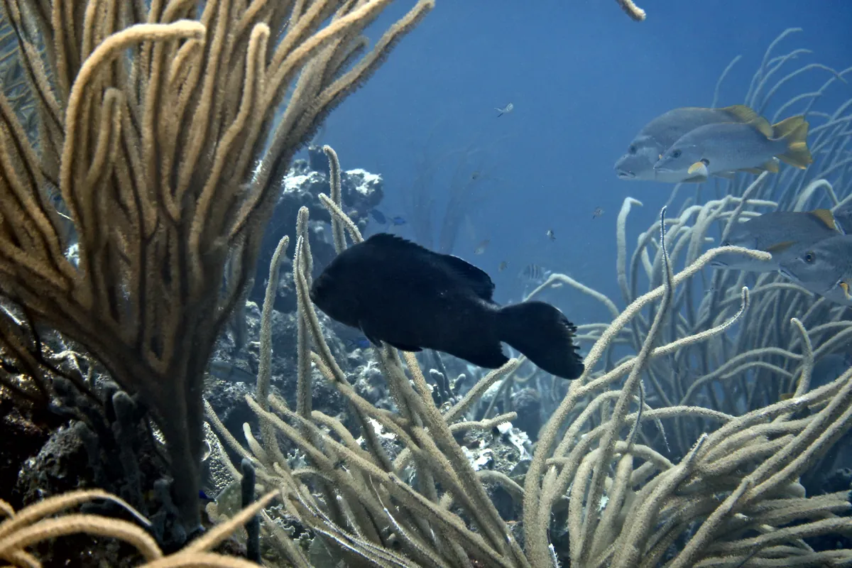 Black Grouper