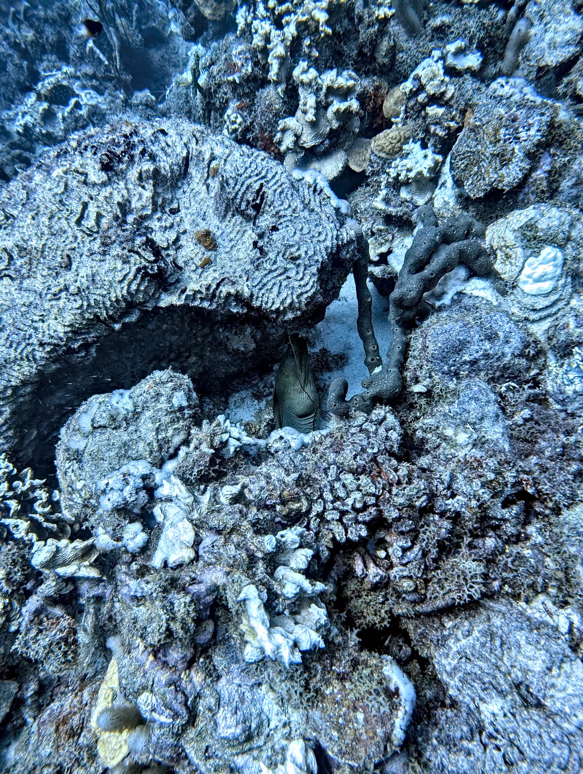 Green Moray