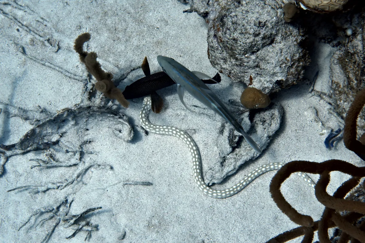 Sharptail Eel