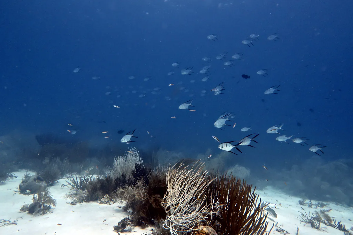 Palometa
