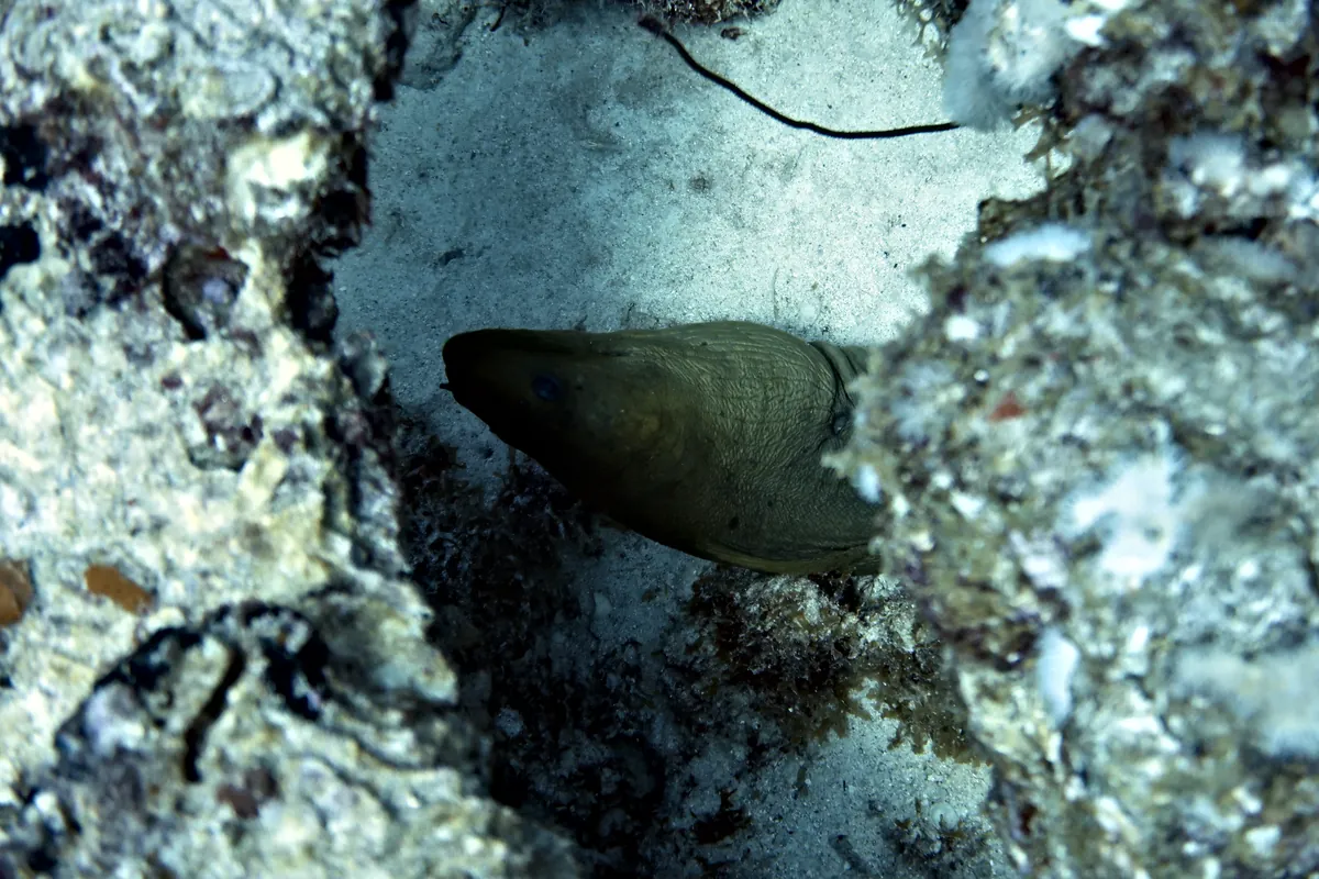 Green Moray