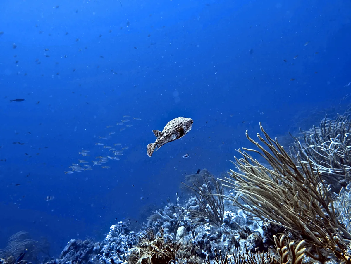 Porcupinefish