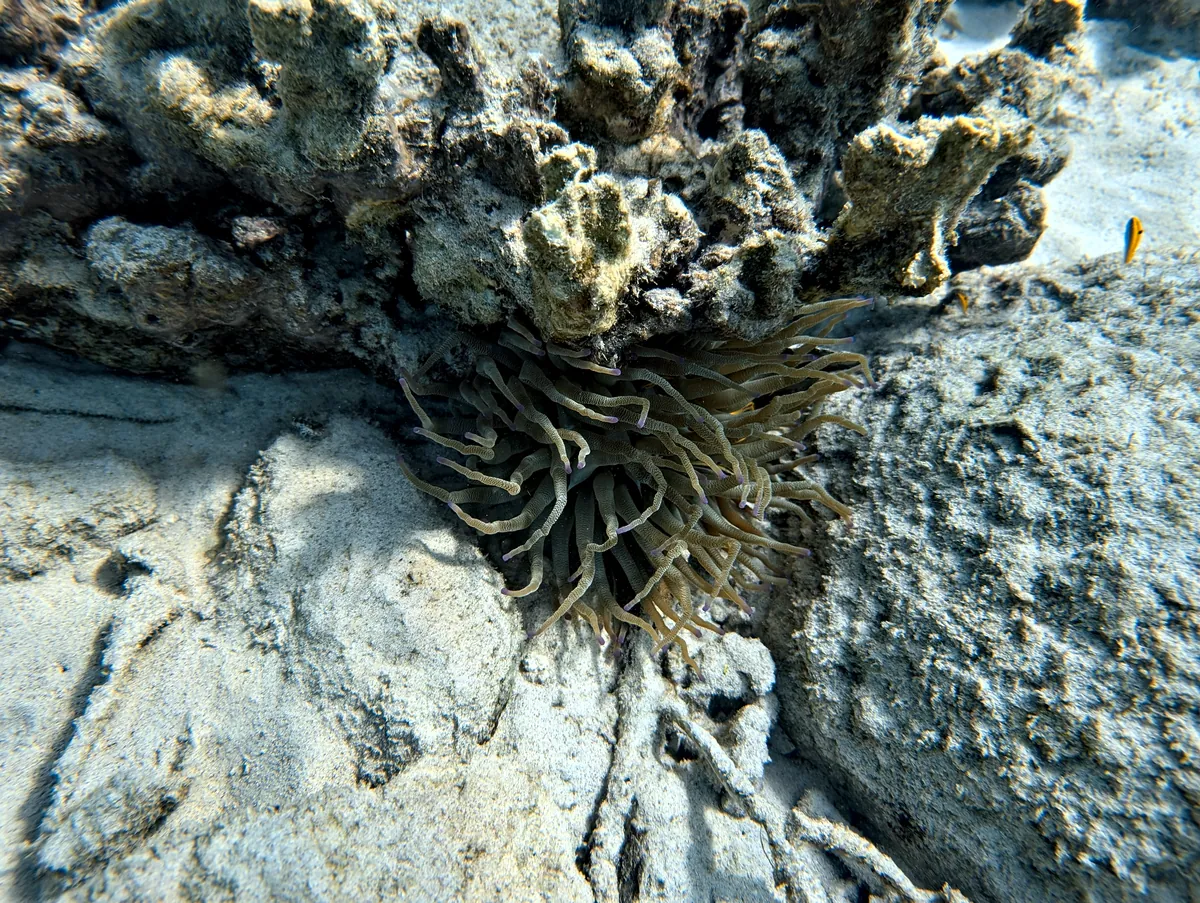 Giant Anemone