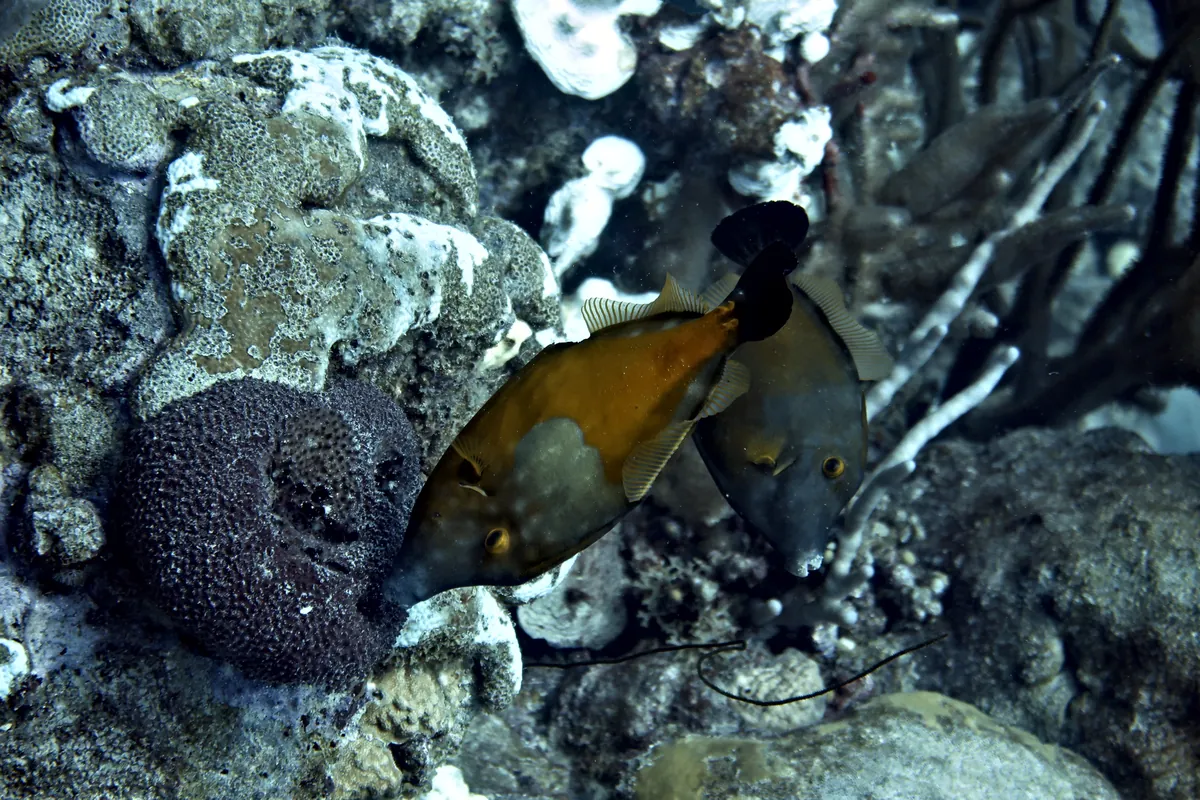 Whitespotted Filefish