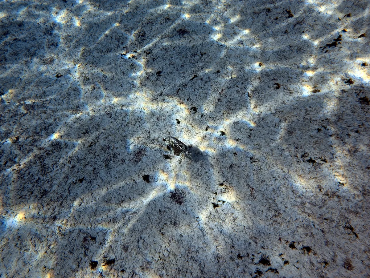 Smooth Trunkfish