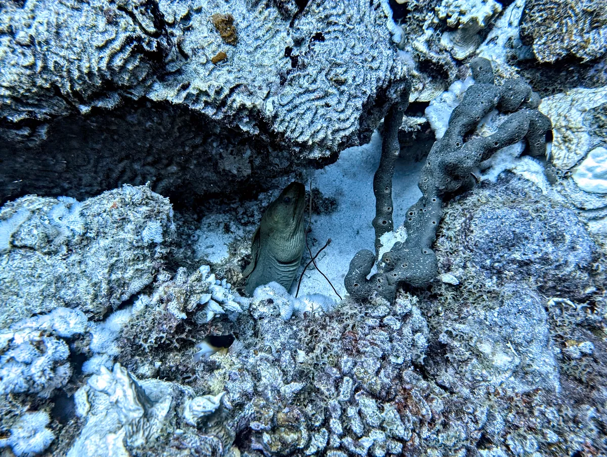 Green Moray