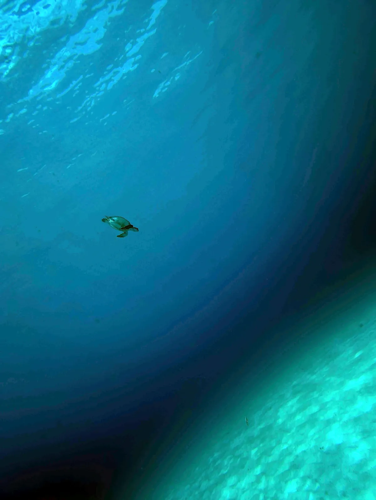 Green Sea Turtle