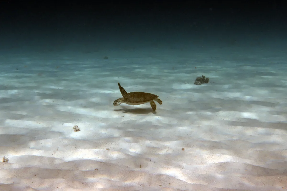 Green Sea Turtle